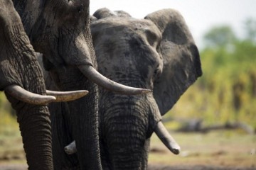 Au Zimbabwe, les éléphants victimes du réchauffement climatique
